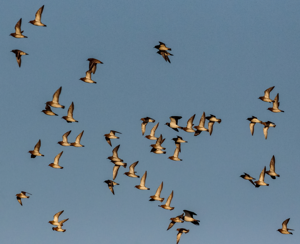 Golden sunshine and golden plovers